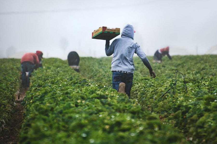 African agriculture
